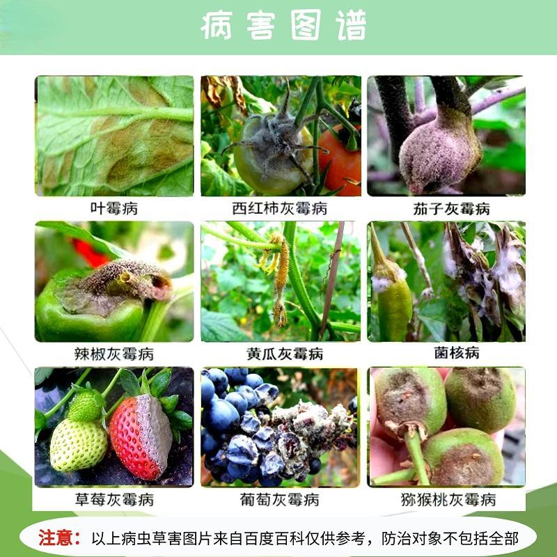 灰克尽50%异菌腐霉利黄瓜番茄葡萄草莓灰霉病杀菌剂