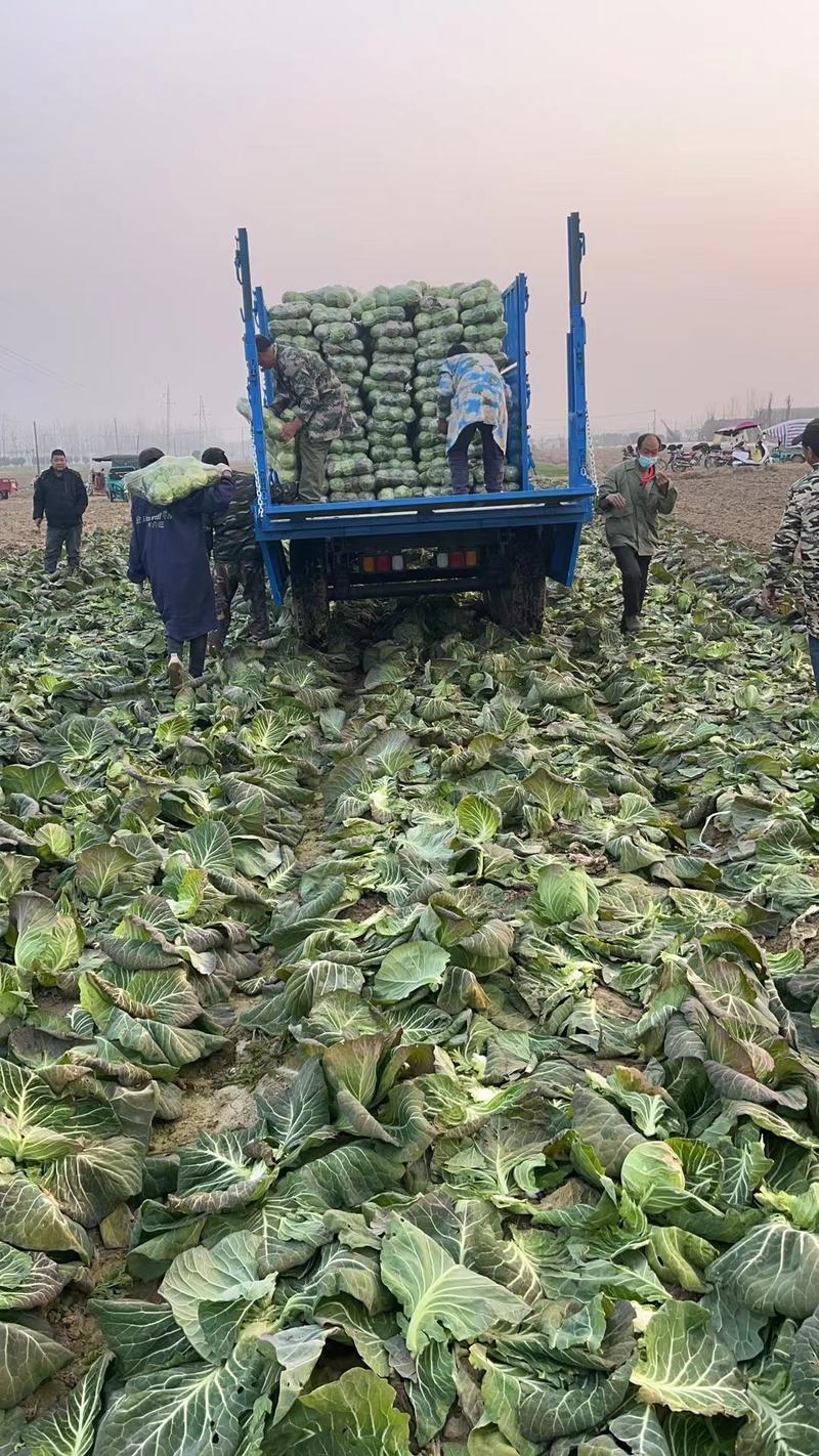 湖北圆甘蓝包菜产地直发货源充足稳定交通便利欢迎选购