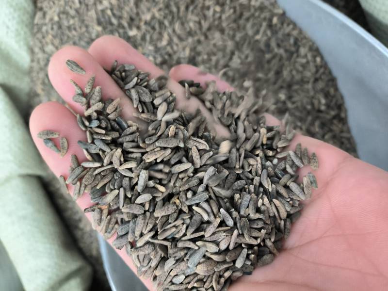 中药材牛蒡籽牛籽甘肃货。支持批发与零售。