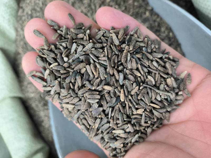 中药材牛蒡籽牛籽甘肃货。支持批发与零售。