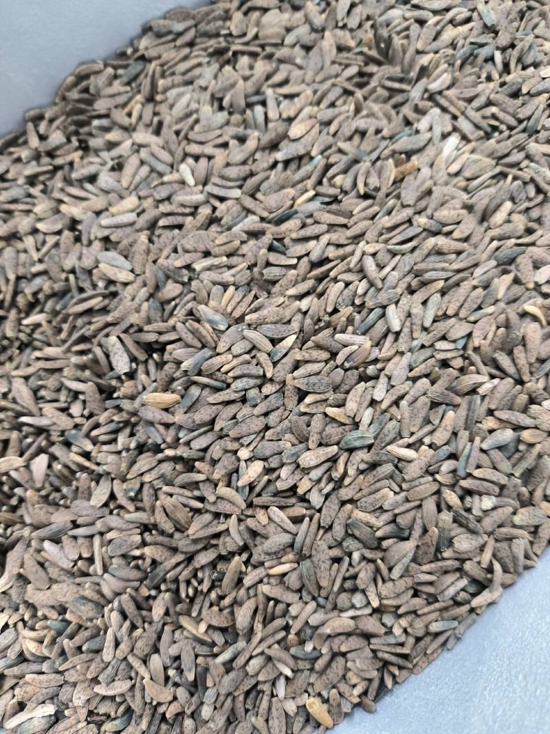 中药材牛蒡籽牛籽甘肃货。支持批发与零售。
