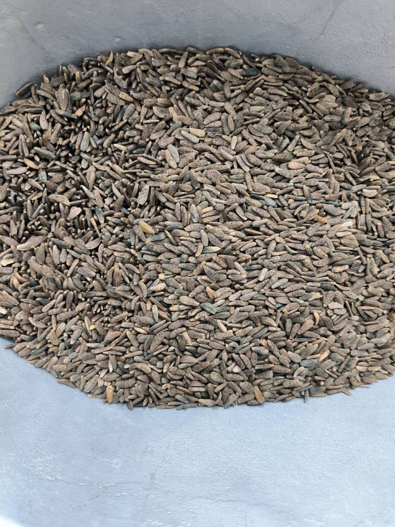 中药材牛蒡籽牛籽甘肃货。支持批发与零售。