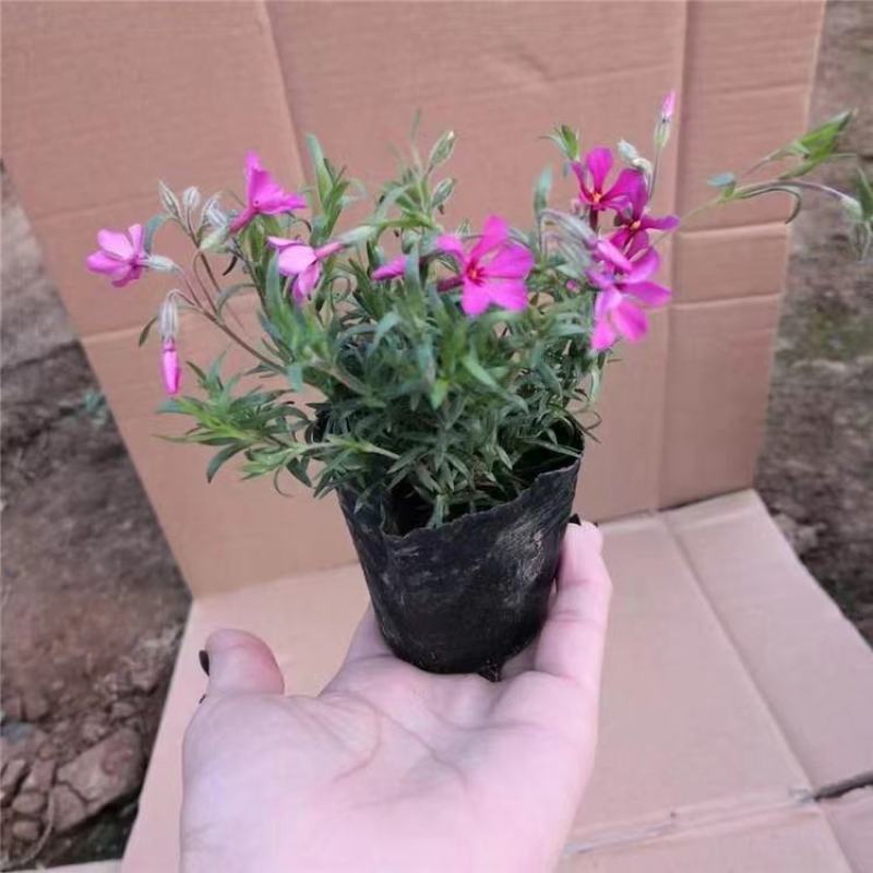 丛生福禄考芝樱基地直供量大可视频看货支持线上交易