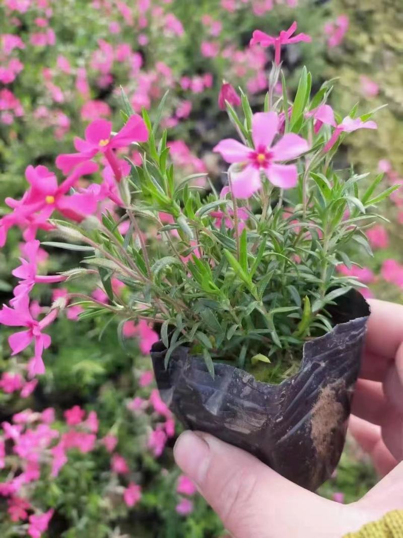 丛生福禄考芝樱基地直供量大可视频看货支持线上交易