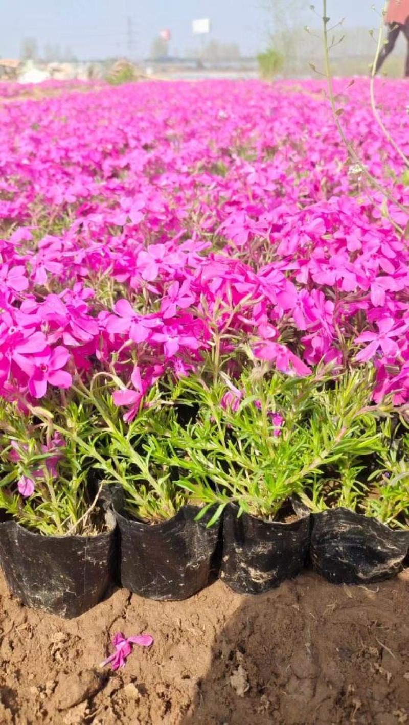 丛生福禄考芝樱基地直供量大可视频看货支持线上交易