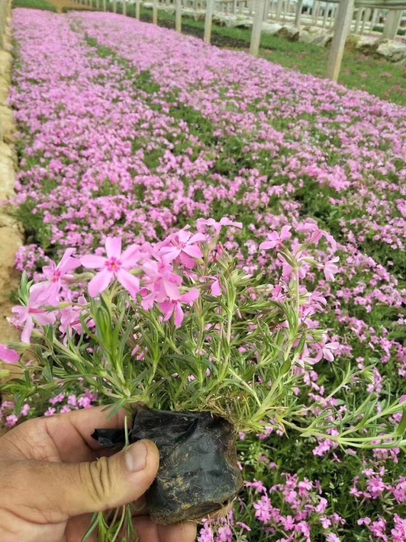丛生福禄考芝樱基地直供量大可视频看货支持线上交易