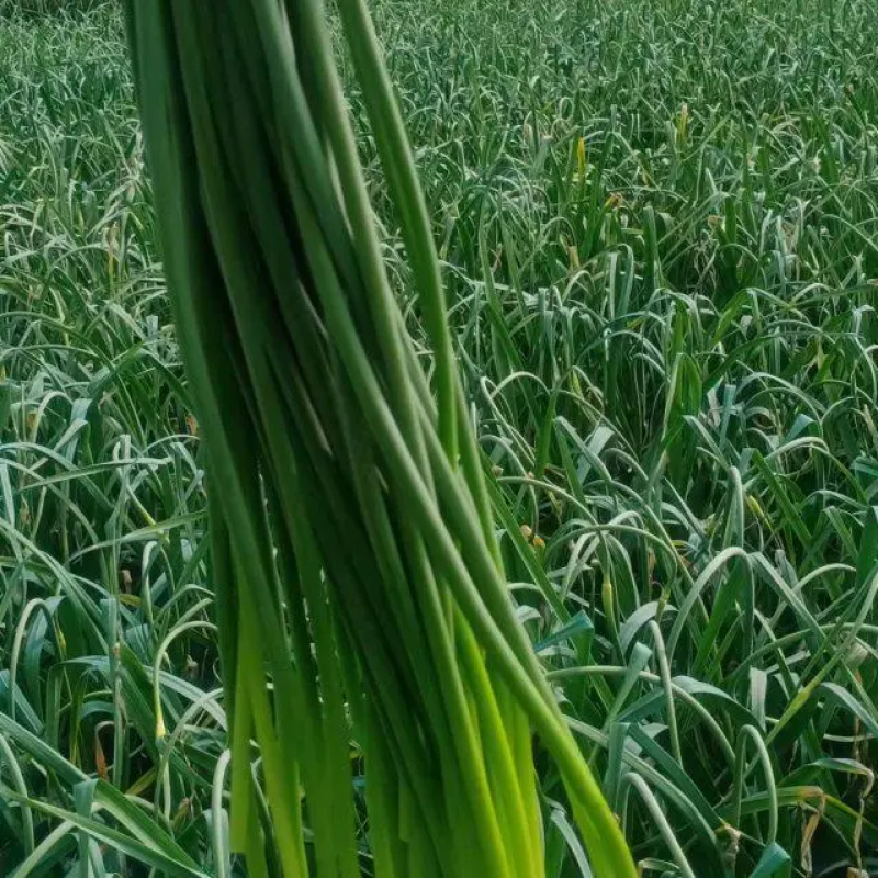 蒜苔大量上市中一手货源可供电商商超食堂质量保障