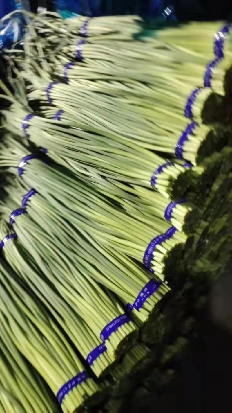 蒜苔大量上市中一手货源可供电商商超食堂质量保障