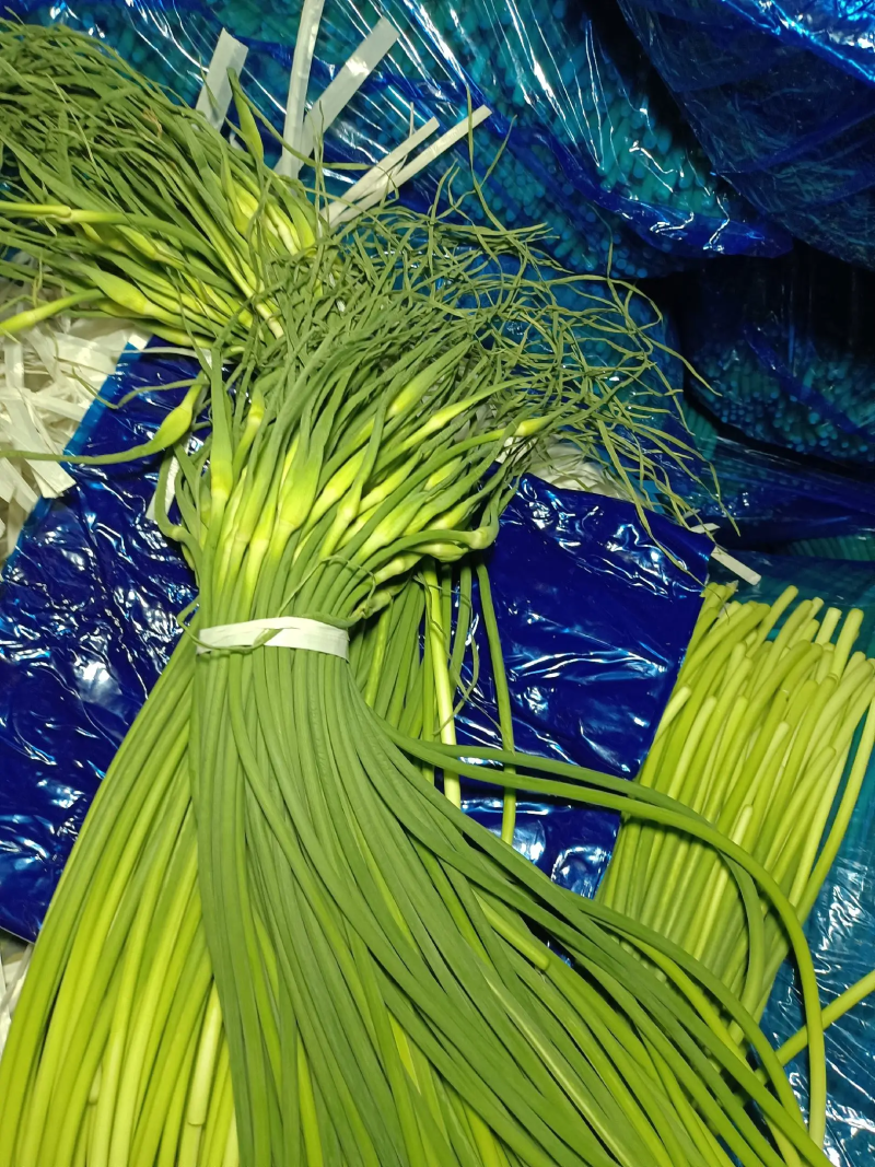 蒜苔大量上市中一手货源可供电商商超食堂质量保障