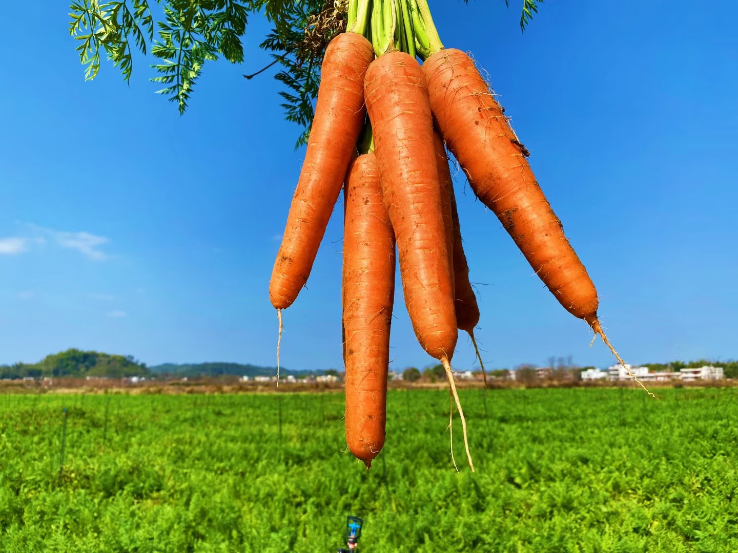莱菔青萝卜田间种植图
