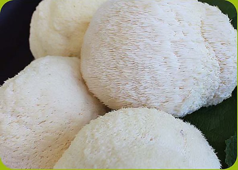 猴头菇新鲜食用菌养胃煲汤火锅食材