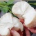 猴头菇新鲜食用菌养胃煲汤火锅食材