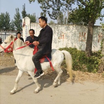 温顺老实骑乘马德保矮马白龙马枣红色马妇女儿童骑乘