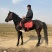 温顺老实骑乘马德保矮马白龙马枣红色马妇女儿童骑乘