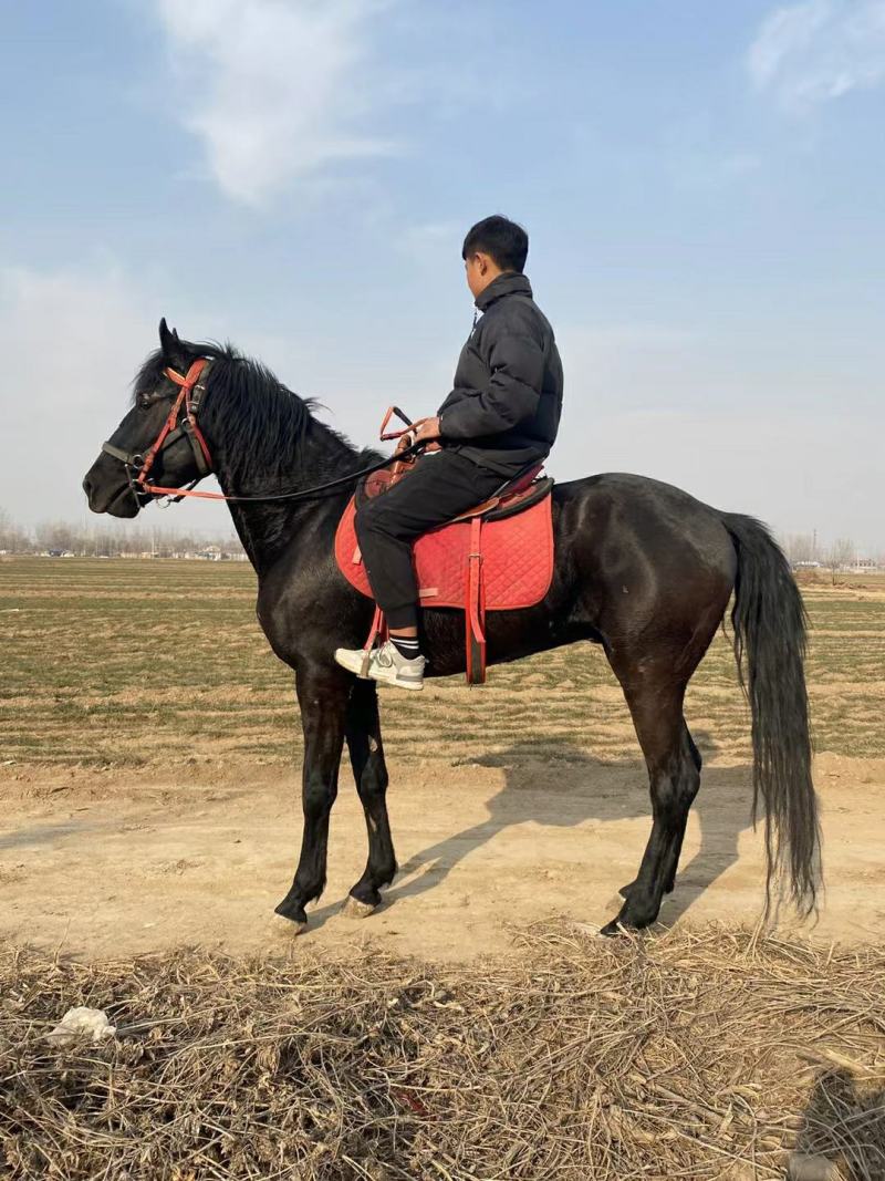 温顺老实骑乘马德保矮马白龙马枣红色马妇女儿童骑乘