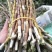 精品浙江品种软脚铁皮石斛鲜条粗壮胶质好少渣产地直发多规格