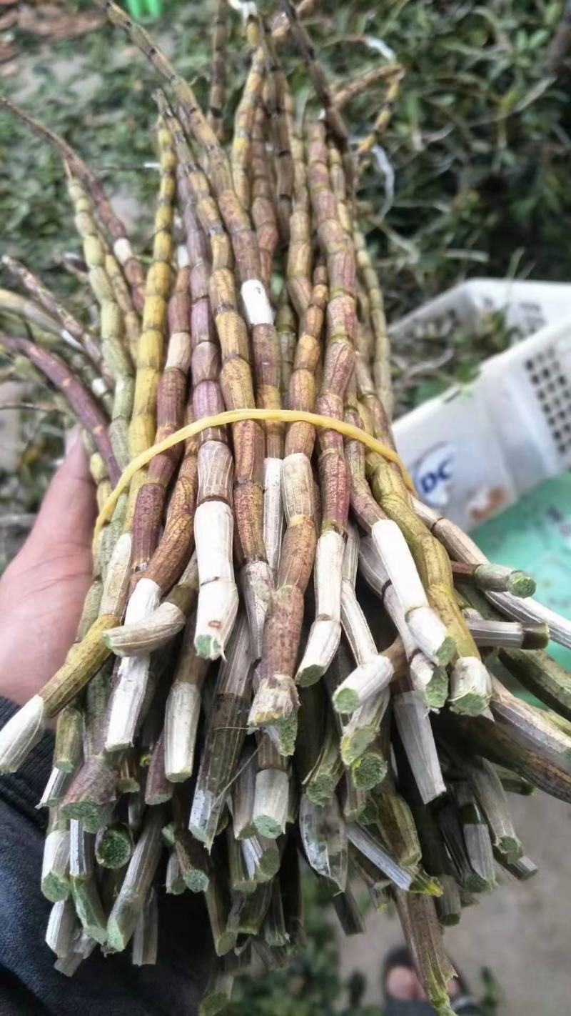精品浙江品种软脚铁皮石斛鲜条粗壮胶质好少渣产地直发多规格