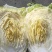 【精品现货】湖北黄心白菜，毛菜净菜规格齐全，提供上车服务