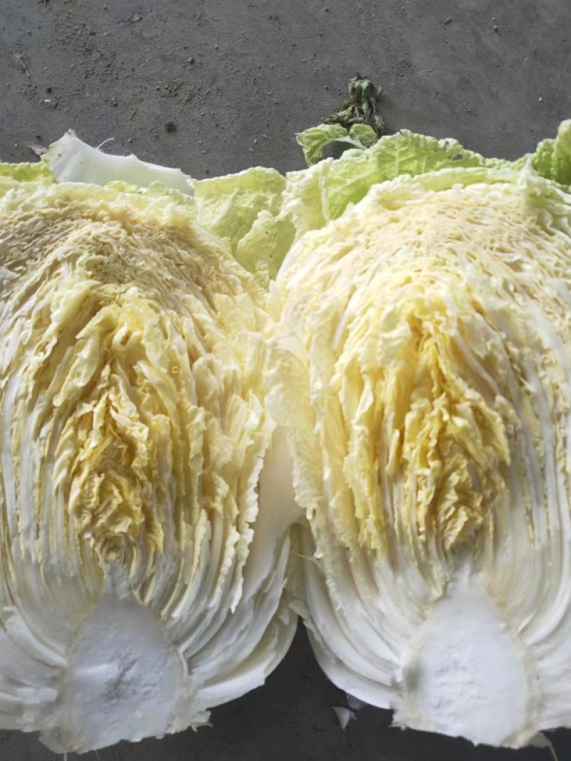 【精品现货】湖北黄心白菜，毛菜净菜规格齐全，提供上车服务