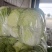 【精品现货】湖北黄心白菜，毛菜净菜规格齐全，提供上车服务