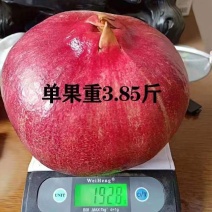 软籽石榴树苗无籽新品石榴苗南北方地栽耐寒但年当年结果