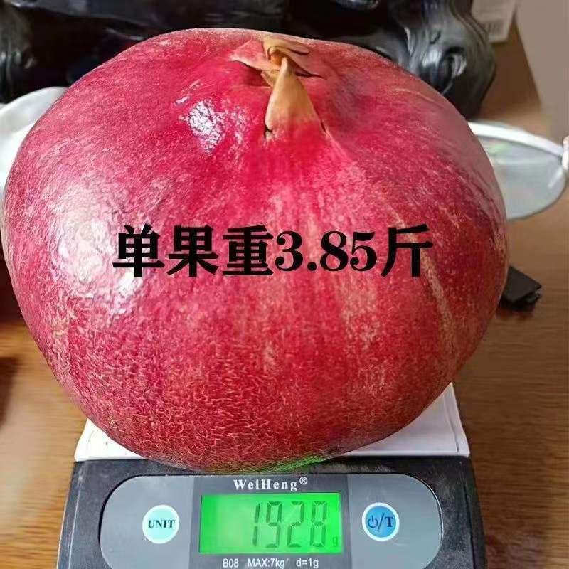 软籽石榴树苗无籽新品石榴苗南北方地栽耐寒但年当年结果