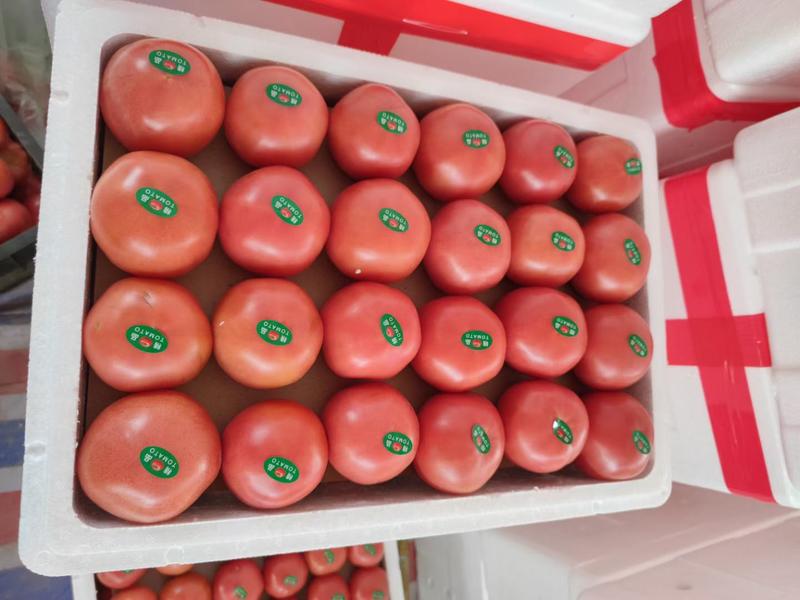 山西软粉露地西红柿，口感沙甜，沙瓢多汁，可走市场超市柿酱