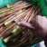 金竹笋小笋带壳去壳都有，欢迎新老顾客来电咨询