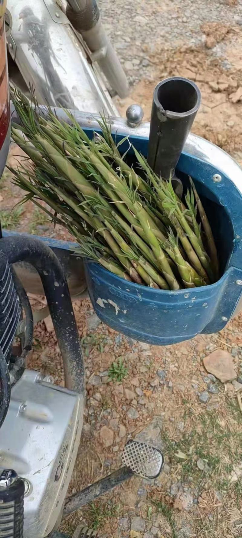 金竹笋小笋带壳去壳都有，欢迎新老顾客来电咨询