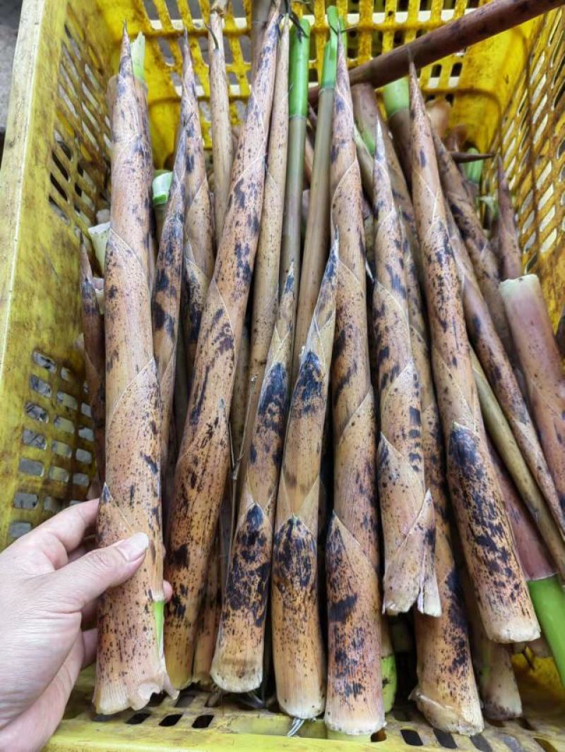 金竹笋小笋带壳去壳都有，欢迎新老顾客来电咨询