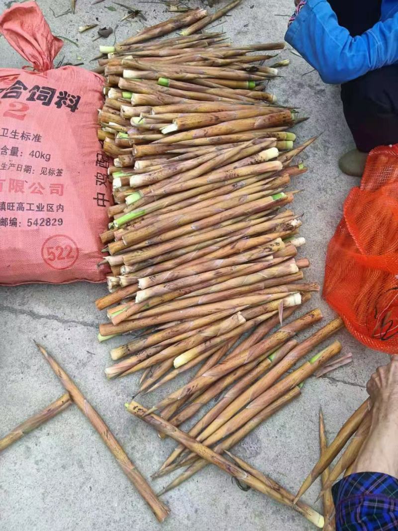 金竹笋小笋带壳去壳都有，欢迎新老顾客来电咨询