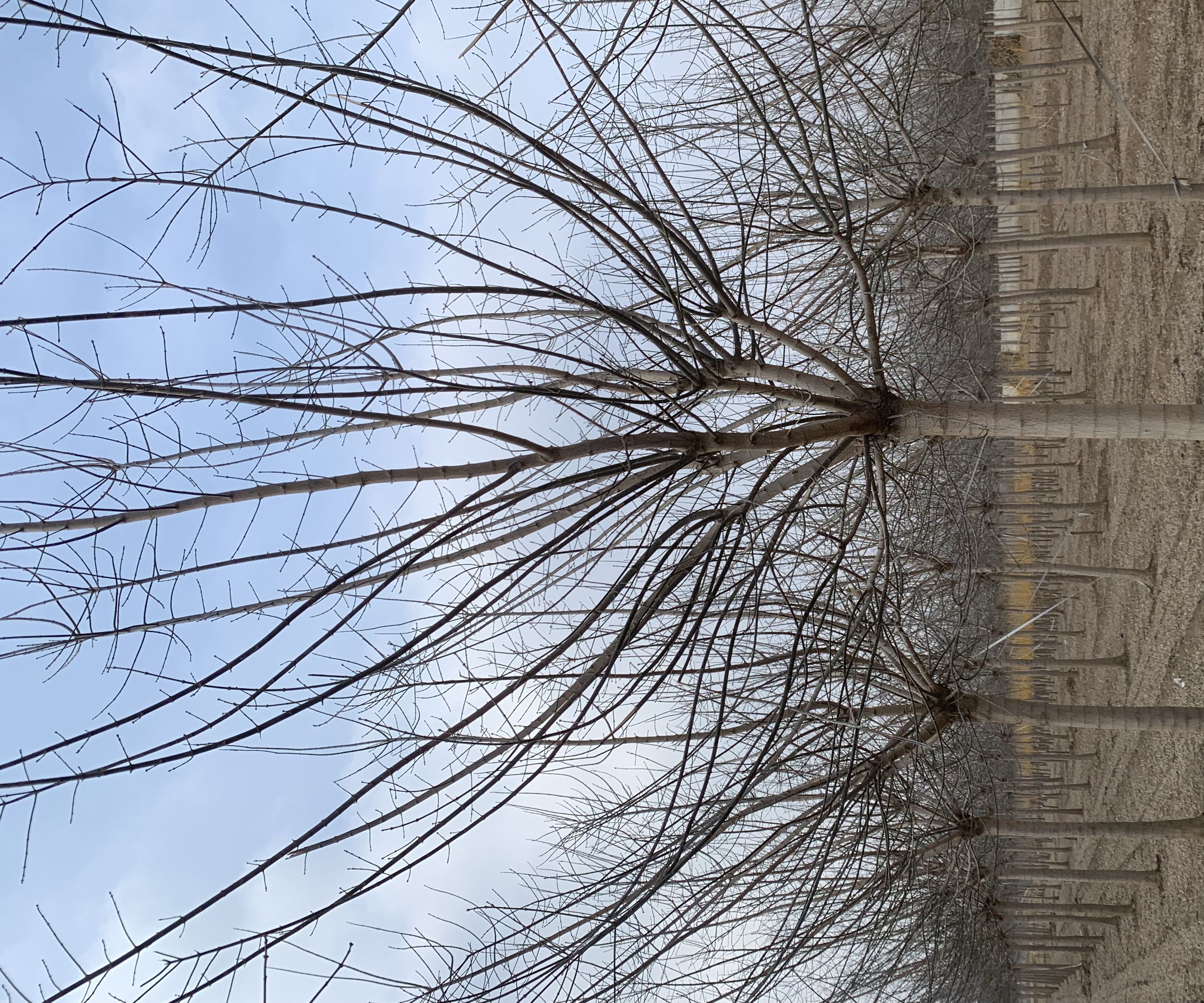 红枫冬季休眠状态特写