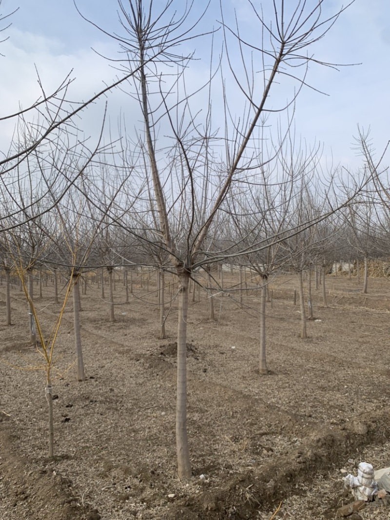 枫树-金叶复叶槭10-15公分精品复叶槭苗圃现挖