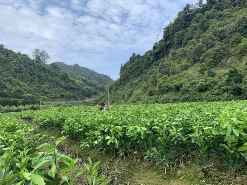 【精品】纽荷尔脐橙苗，源头直发，现挖现发，欢迎选购