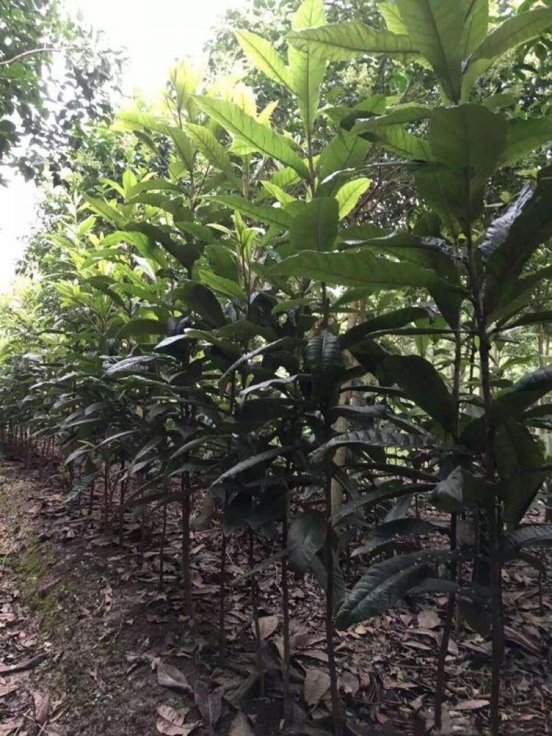 枇杷树