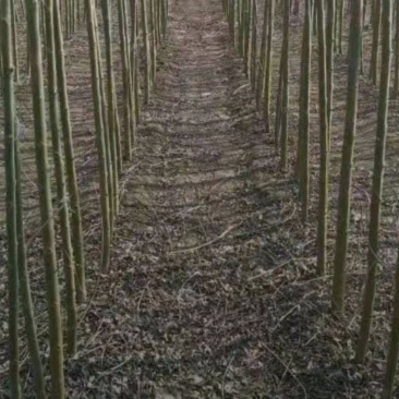 柳树