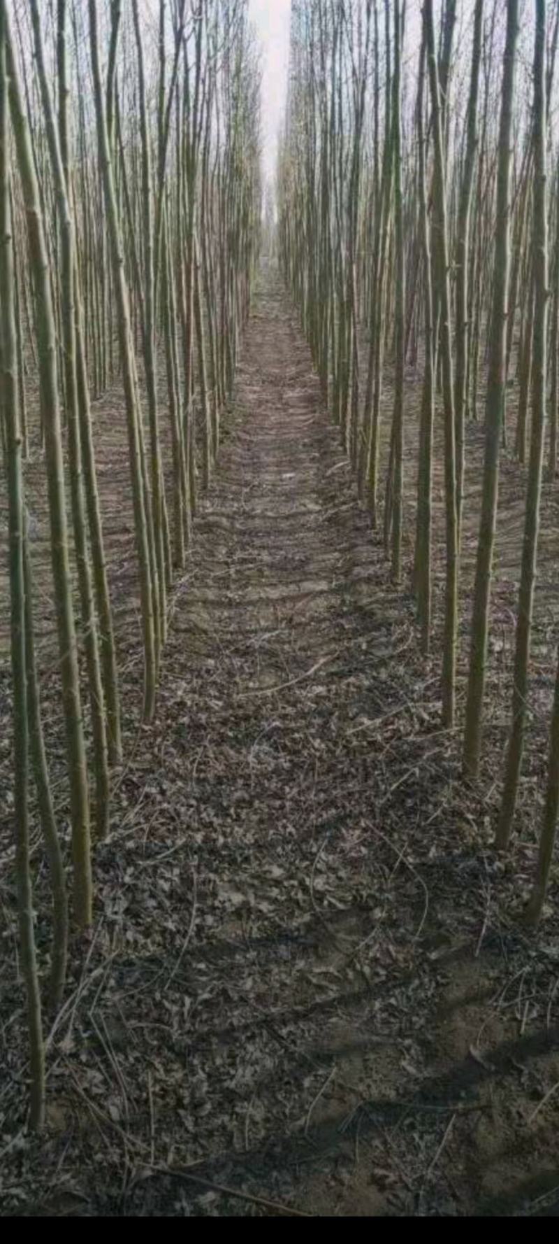 柳树