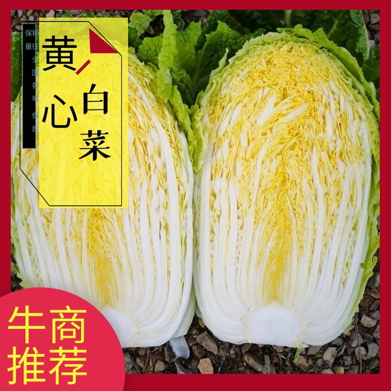 【精品现货】湖北黄心白菜，毛菜净菜规格齐全，提供上车服务