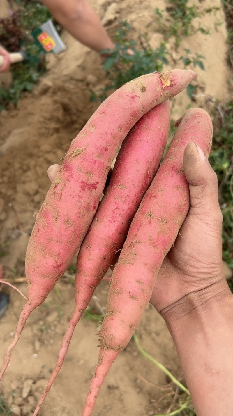 广东湛江市西瓜红红薯软糯香甜，产地发货，可对接电商，工厂