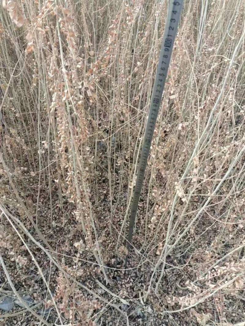 大量供应一年生沙枣苗