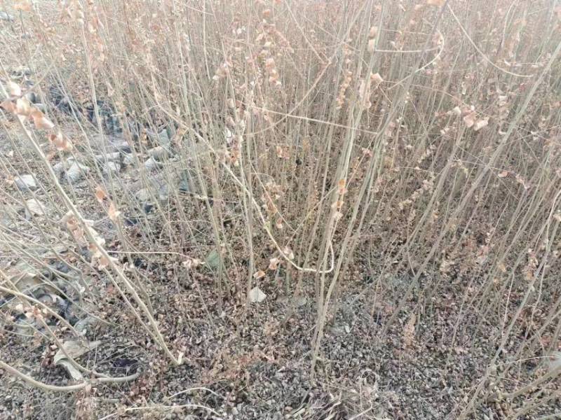 大量供应一年生沙枣苗