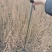 大量供应一年生沙枣苗