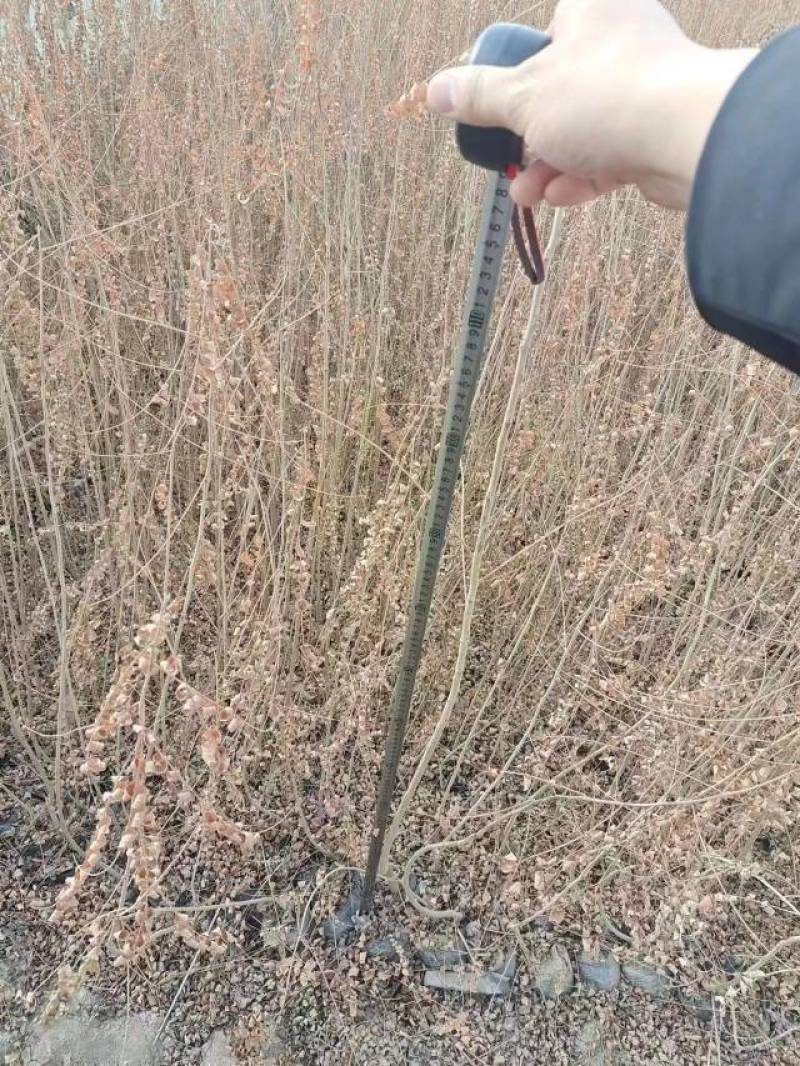 大量供应一年生沙枣苗