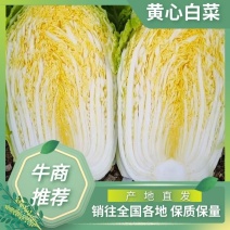 【精品现货】湖北黄心白菜，毛菜净菜规格齐全，提供上车服务