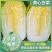 【精品现货】湖北黄心白菜，毛菜净菜规格齐全，提供上车服务