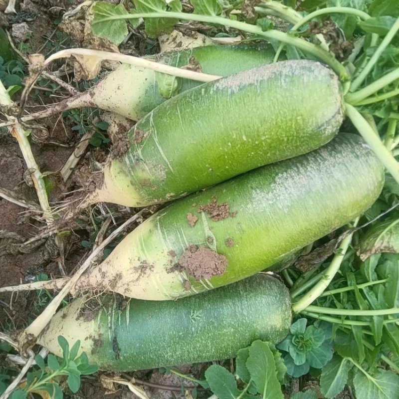 精品批发潍县萝卜，水果萝卜口感好全国发货大量有货欢迎发财