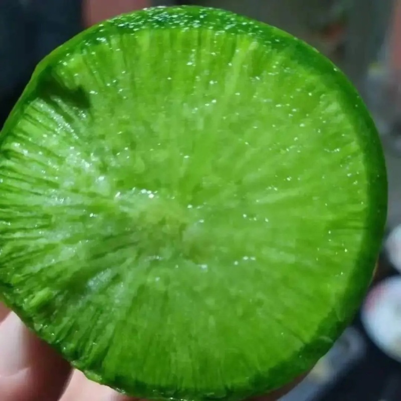 精品批发潍县萝卜，水果萝卜口感好全国发货大量有货欢迎发财