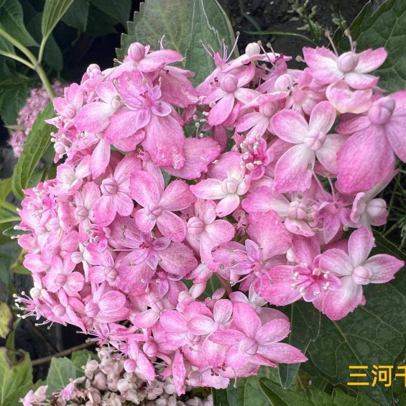 三河千鸟绣球是是老枝开花，老枝生长更稳定，观赏性高