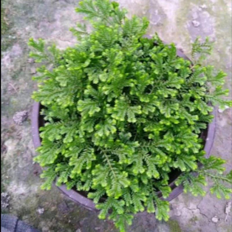 情人草