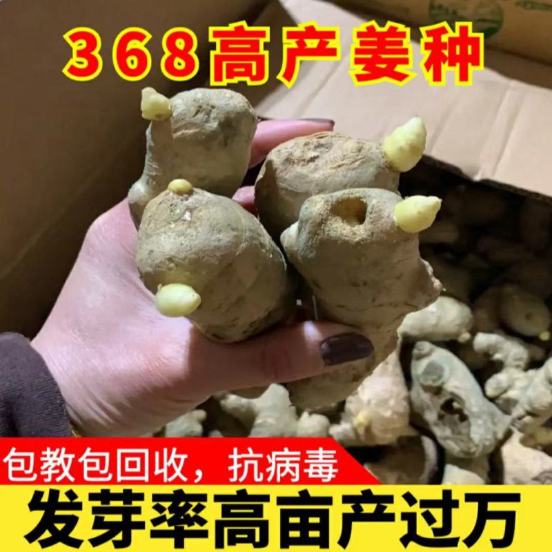 荐-【脱毒姜种-亩产过万】/教种植包回收